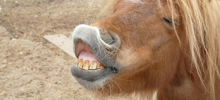 Pony griner.jpg